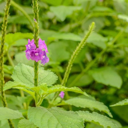 San Ramón Batsu Ecolodge & Coffee Farm المظهر الخارجي الصورة