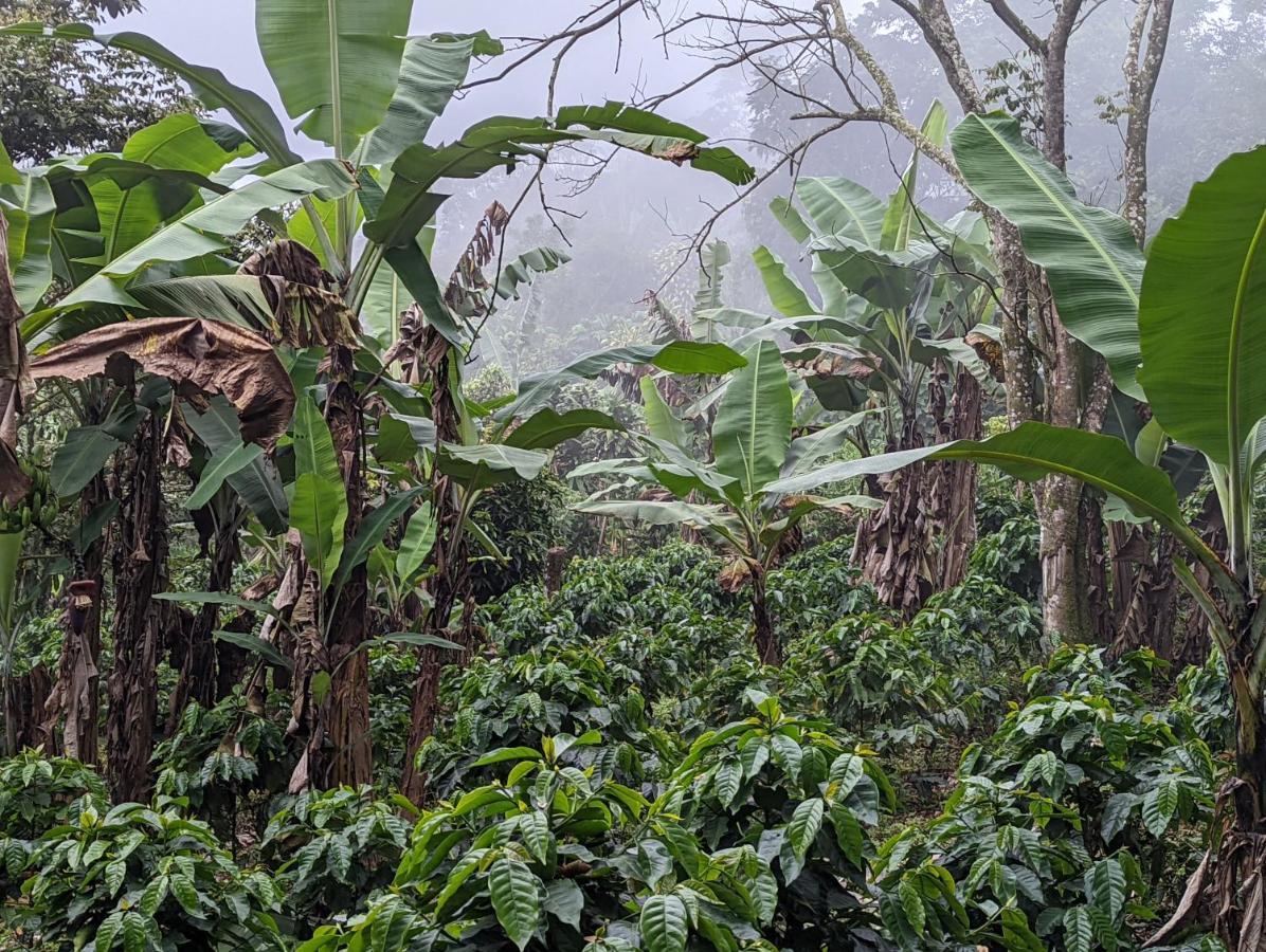 San Ramón Batsu Ecolodge & Coffee Farm المظهر الخارجي الصورة
