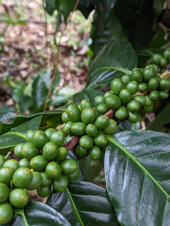 San Ramón Batsu Ecolodge & Coffee Farm المظهر الخارجي الصورة