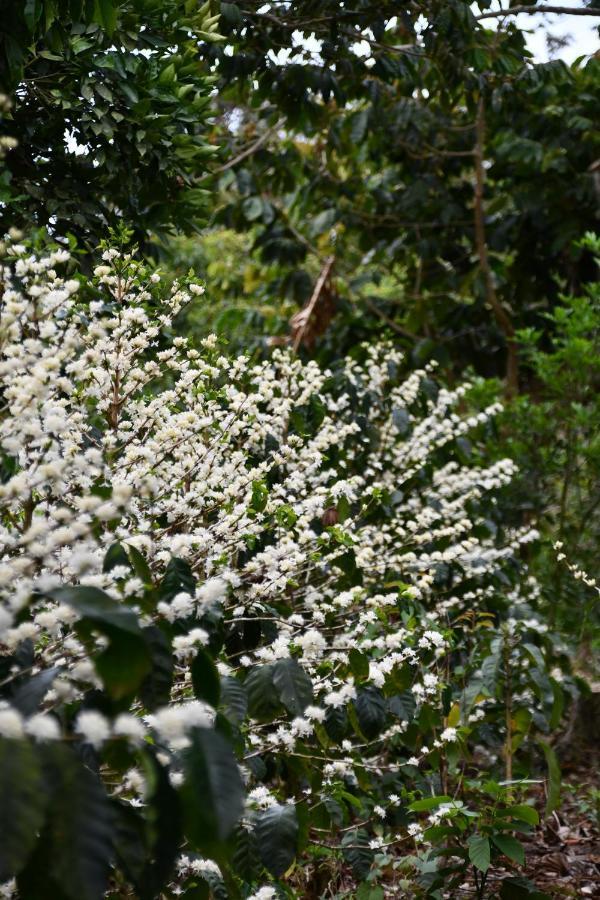 San Ramón Batsu Ecolodge & Coffee Farm المظهر الخارجي الصورة