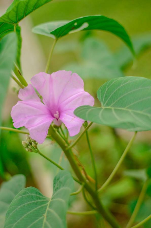 San Ramón Batsu Ecolodge & Coffee Farm المظهر الخارجي الصورة